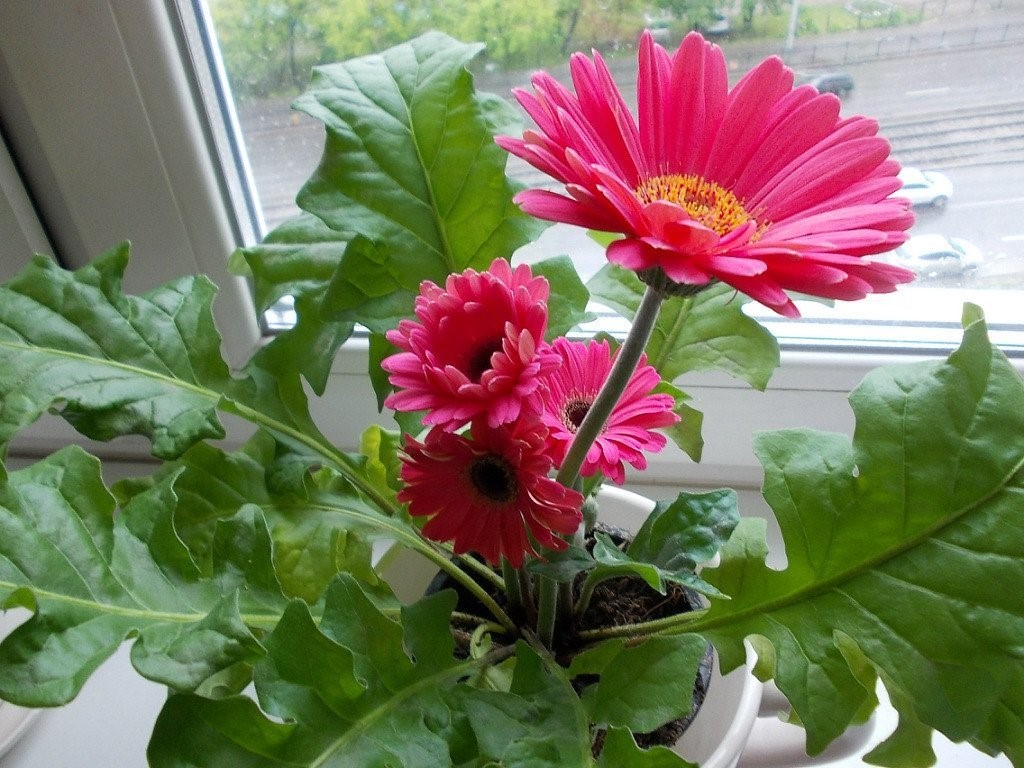 Многолетник в период цветения