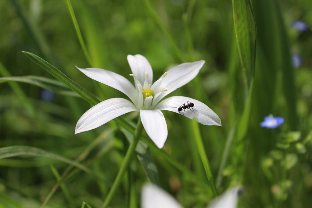 Муравей в поиске