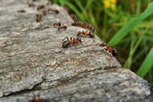 ТОП-9 Самых эффективных способов борьбы с муравьями на садовом участке (Фото & Видео) +Отзывы
