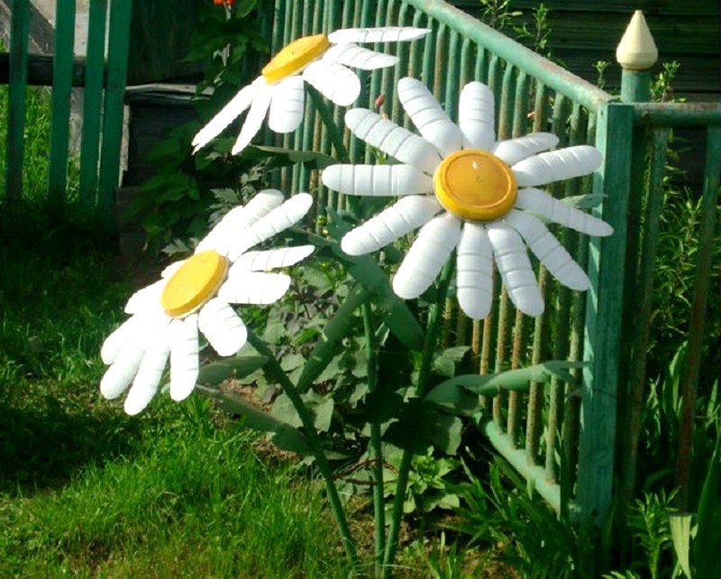 Чудесные и яркие ромашки