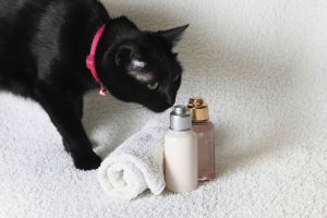 Выбираем шампунь для кошек и котов: ТОП-10 Лучших средств, плюсы, минусы и стоимость +Отзывы