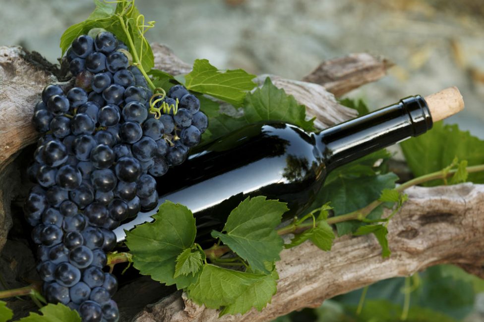 Зачастую садоводами-любителями выращивается некрупный синий виноград. Из него получается вполне достойный напиток