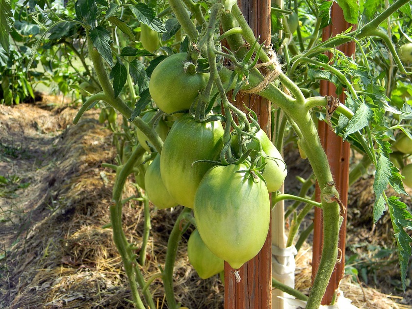 Как подвязывать помидоры