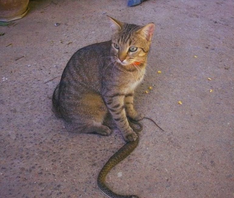 Кот, поймавший змею