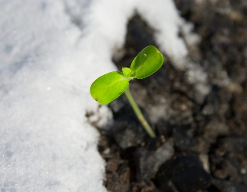 За зиму крепкие семена прорастут