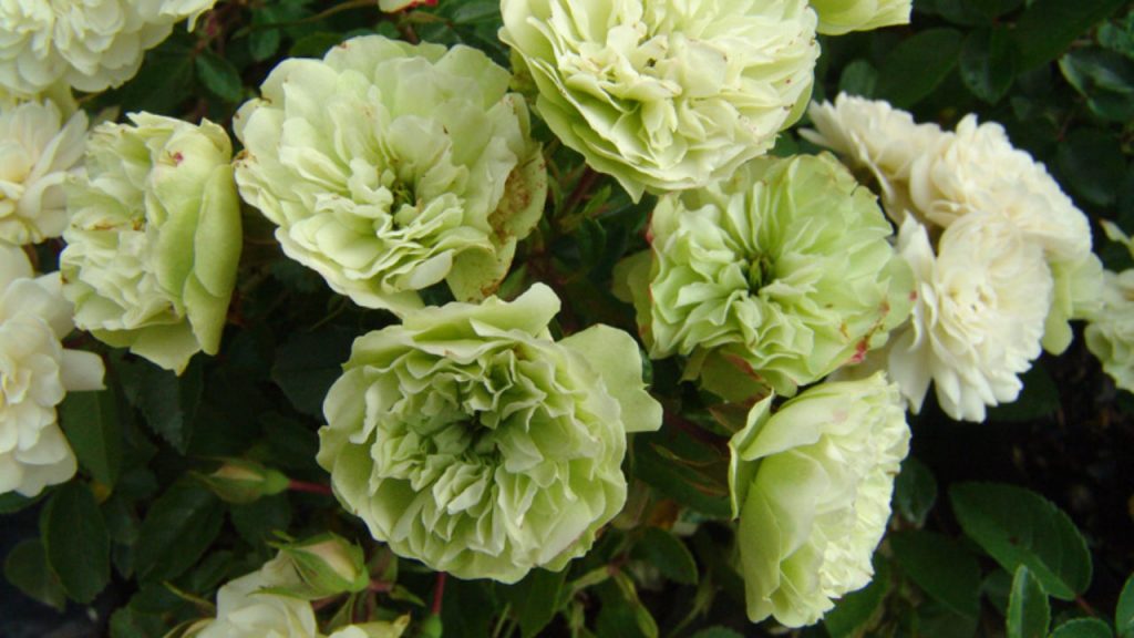 Расцветка махровых лепестков сорта Грин Айс