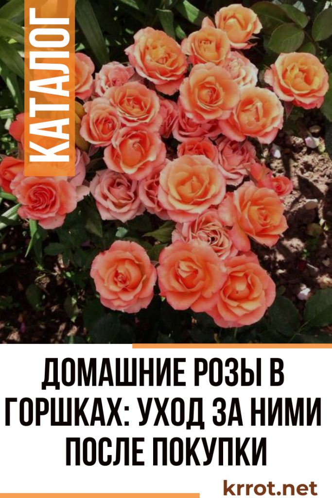 Особенности ухода сразу после покупки