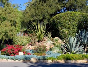 ТОП-15 Лучших декоративных засухоустойчивых растений для вашего сада (Фото & Видео) +Отзывы