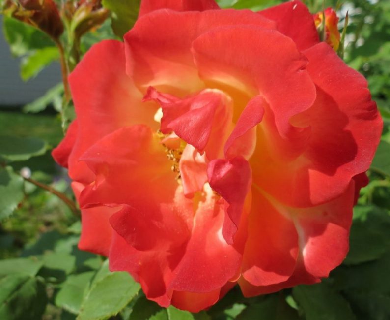 Расцветка сорта соответствует названию – Файер Принцесс сочетает в себя красные и жёлтые оттенки