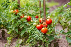 [Инструкция] Как правильно пасынковать помидоры в теплице и открытом грунте: пошаговое разъяснение правильности процедуры (Фото & Видео) +Отзывы