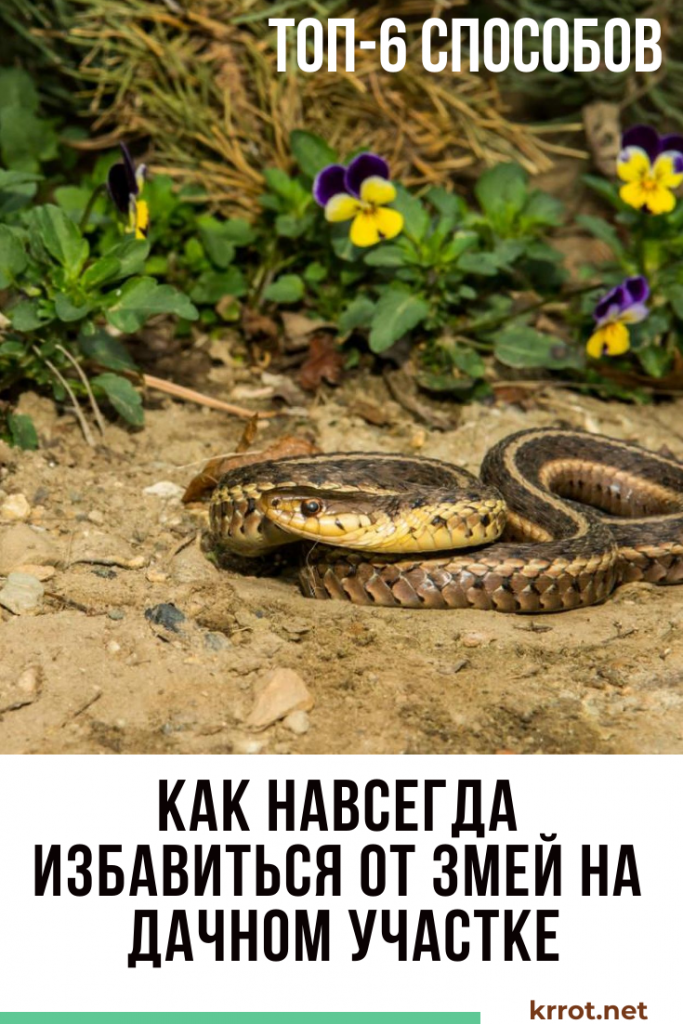 ТОП-6 Способов Как Избавиться от Змей на Участке
