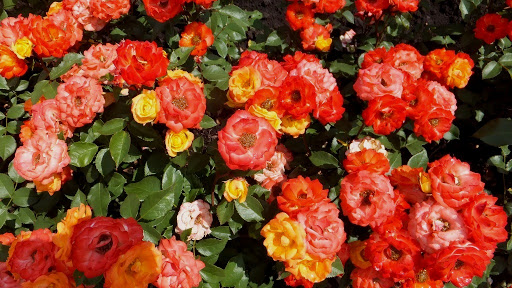 роза домашняя