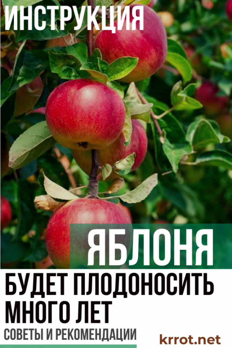 Яблоня: Посадка и Уход в Открытом Грунте | Фото