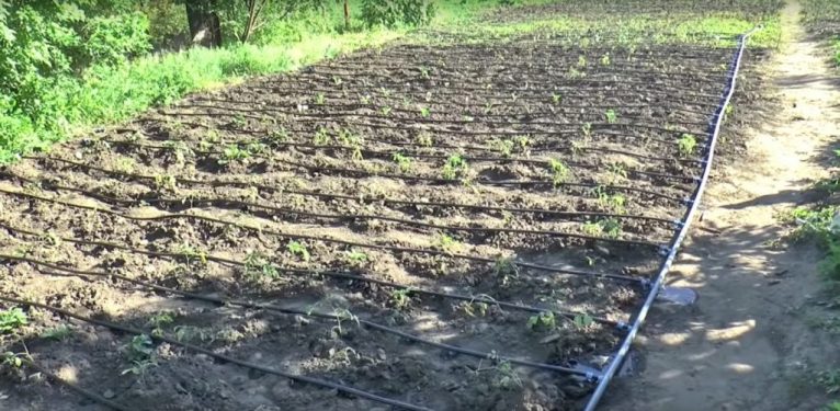 [Инструкция] Как Организовать Капельный Полив