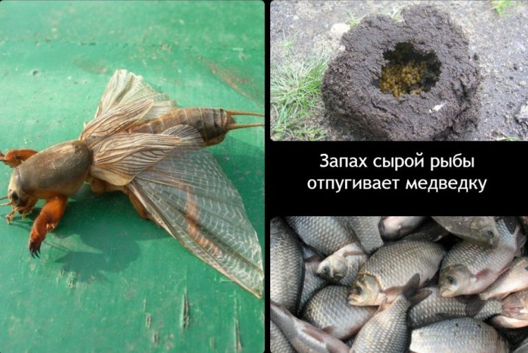 ТОП-5 Способов для Борьбы с Медведкой на Огороде
