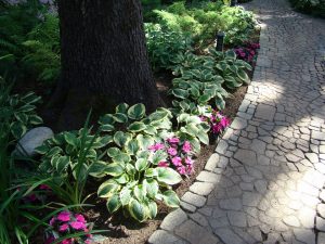 Что посадить в тени? ТОП-35 Лучших растений для красивого тенистого сада (Фото & Видео)
