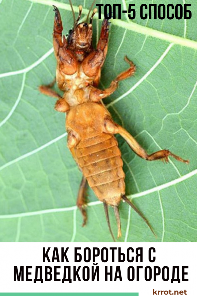 как бороться с медведкой