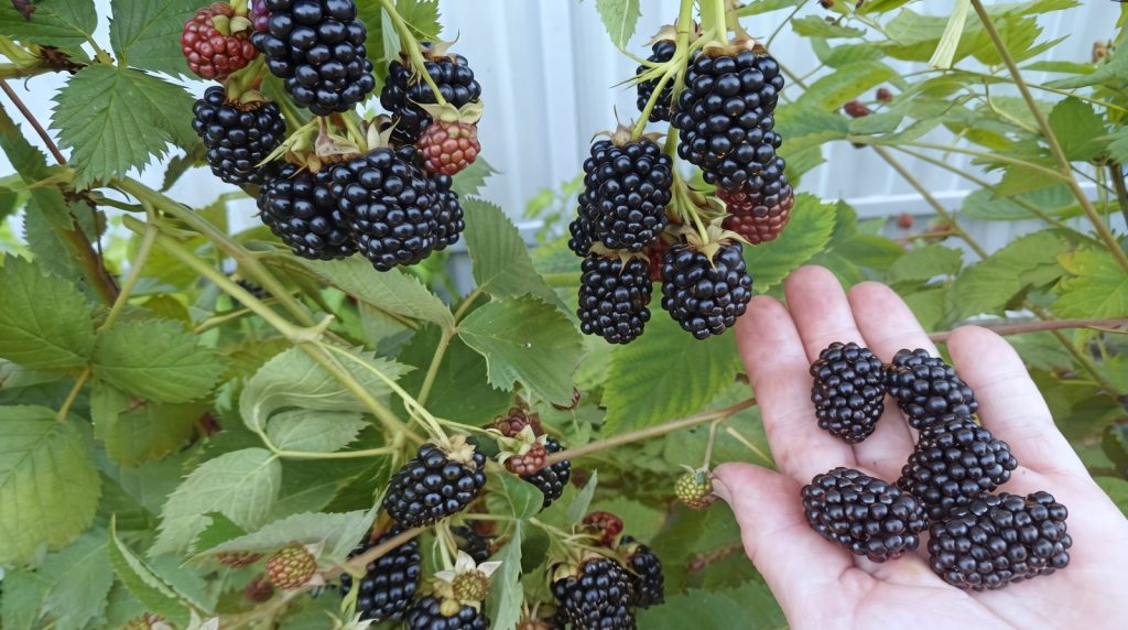 Сорт Лох Тей