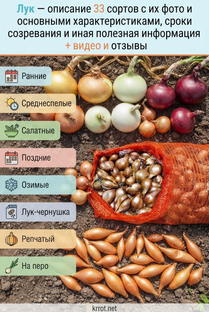 Сорта лука