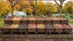 Картофель под накрытием
