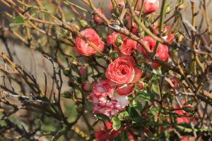 Розы: особенности осеннего ухода за ними, все что нужно знать о нем (Фото & Видео) +Отзывы