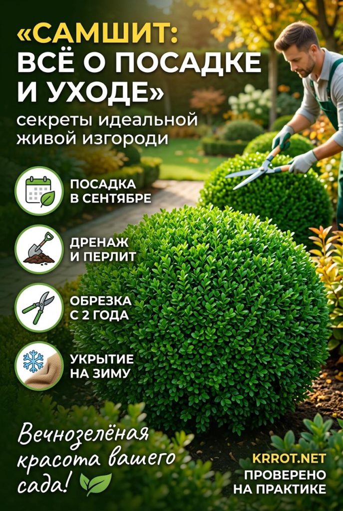 Самшит, сорта с фото, посадка и уход
