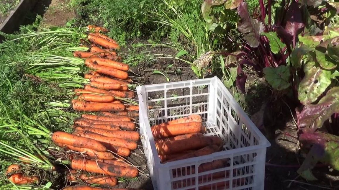 Как сохранить морковь свежей на зиму