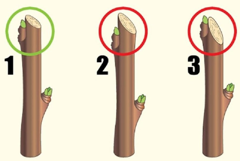 Правильная (1) и неправильные (2 и 3) обрезки однолетней ветви под почку