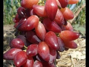 [ВИДЕО] Обзор ранних и ультраранних сортов винограда