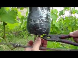 [ВИДЕО] Выращивание саженцев винограда