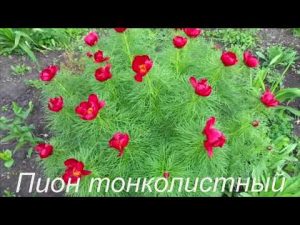 [ВИДЕО] Многолетние цветы
