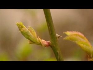 [ВИДЕО] Выращивание роз из черенков