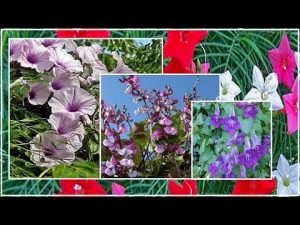 [ВИДЕО] 4 самых неприхотливых однолетних цветущих лианы