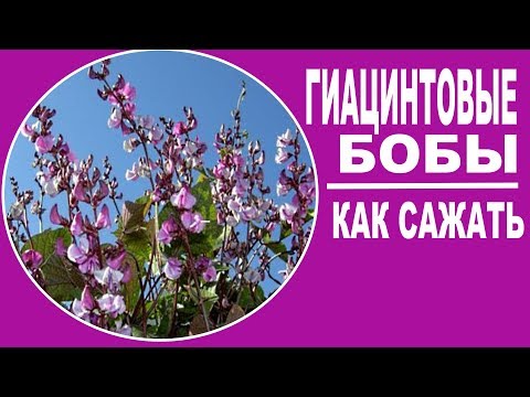 [ВИДЕО] Однолетние вьющиеся лианы для сада