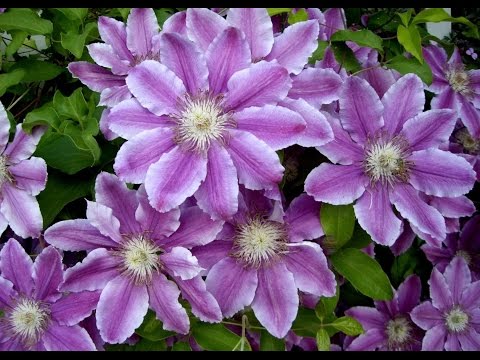 [ВИДЕО] Клематисы для начинающих