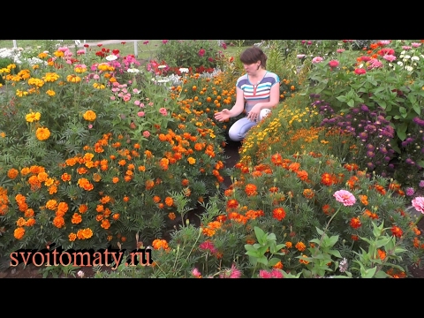 [ВИДЕО] Бархатцы: выращивание и уход
