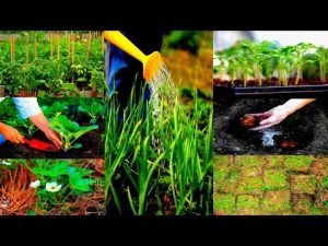 [ВИДЕО] Маленькие премудрости огородников
