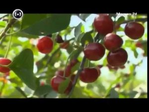 [ВИДЕО] Описание сортов вишни от института садоводства