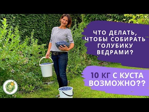 [ВИДЕО] Собираем урожай голубики