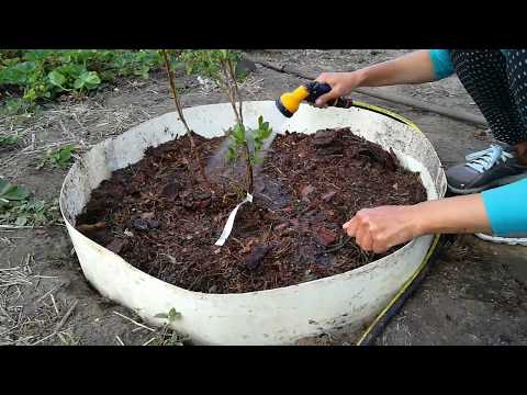 [ВИДЕО] Посадка голубики от А до Я