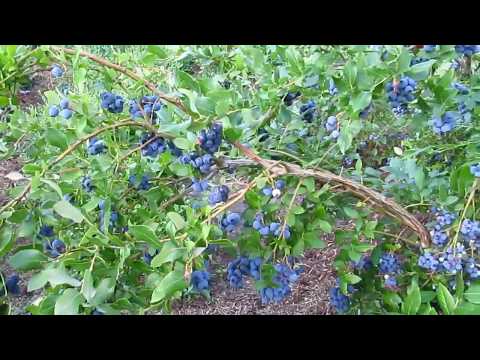 [ВИДЕО] 8 способов подкисления почвы для голубики