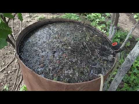 [ВИДЕО] Травяное удобрение для голубики