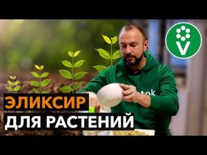 [ВИДЕО] Стимулятор роста растений своими руками