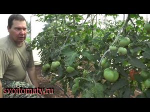 [ВИДЕО] Когда и как обрезать листья у томатов