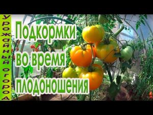 [ВИДЕО] Подкормки томатов во врем плодоношения