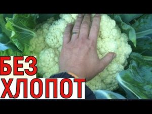 [ВИДЕО] Выращивание цветной капусты от семян до урожая