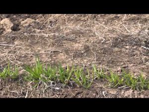 [ВИДЕО] Советы по выращиванию лука-батуна и чеснока