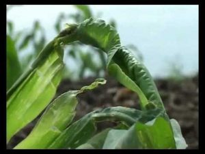[ВИДЕО] Вредитель кукурузы