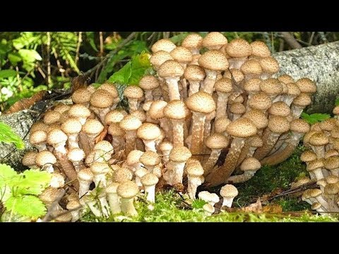 [ВИДЕО] Как мгновенно вырастить много опят на своем участке