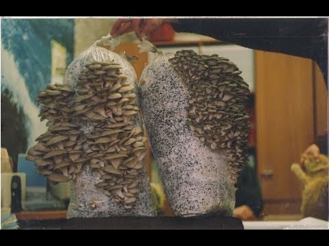 [ВИДЕО] Выращиваем вешенки дома